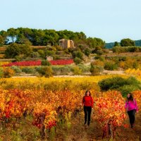 Après les vendanges, un événement automnal incontournable dans le cadre de la Passa Meridia