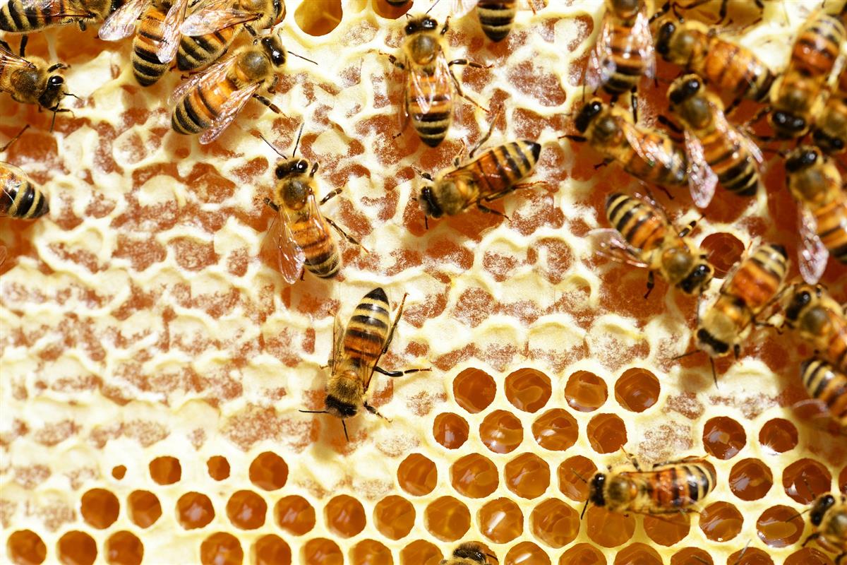 Découvrez la vie du Rucher : les ruches et les abeilles − Les