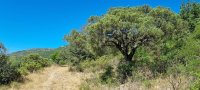 Le cade centenaire des Lavagnes (2) © PAGES Hugues